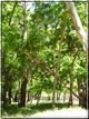 foto Flora e Fauna Australiana